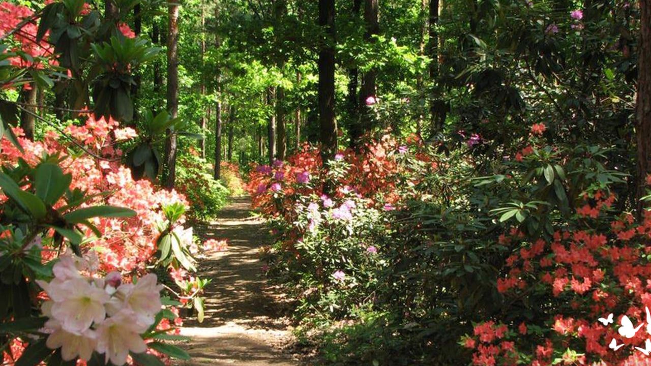 Jeli arborétum