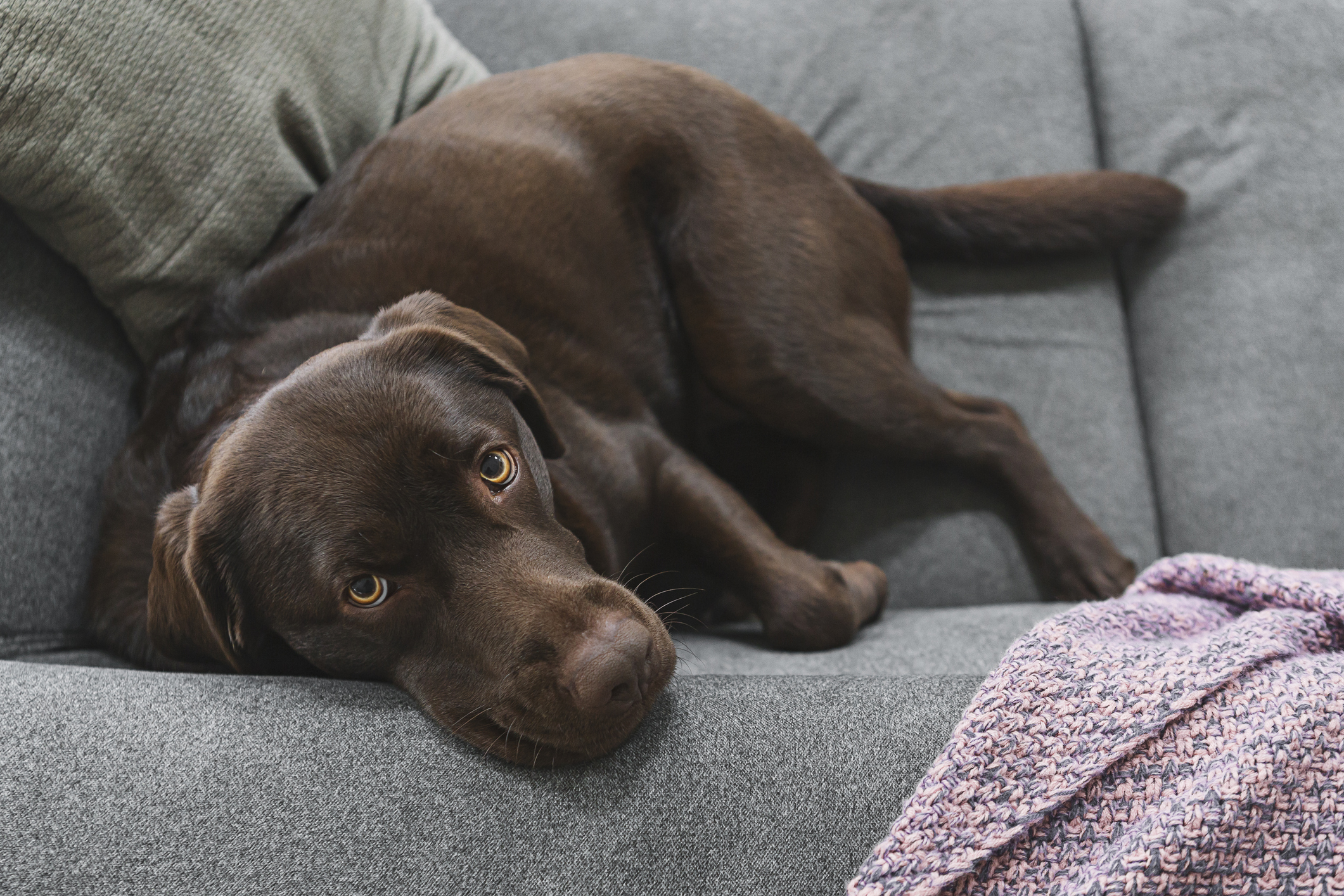 Labrador retriever