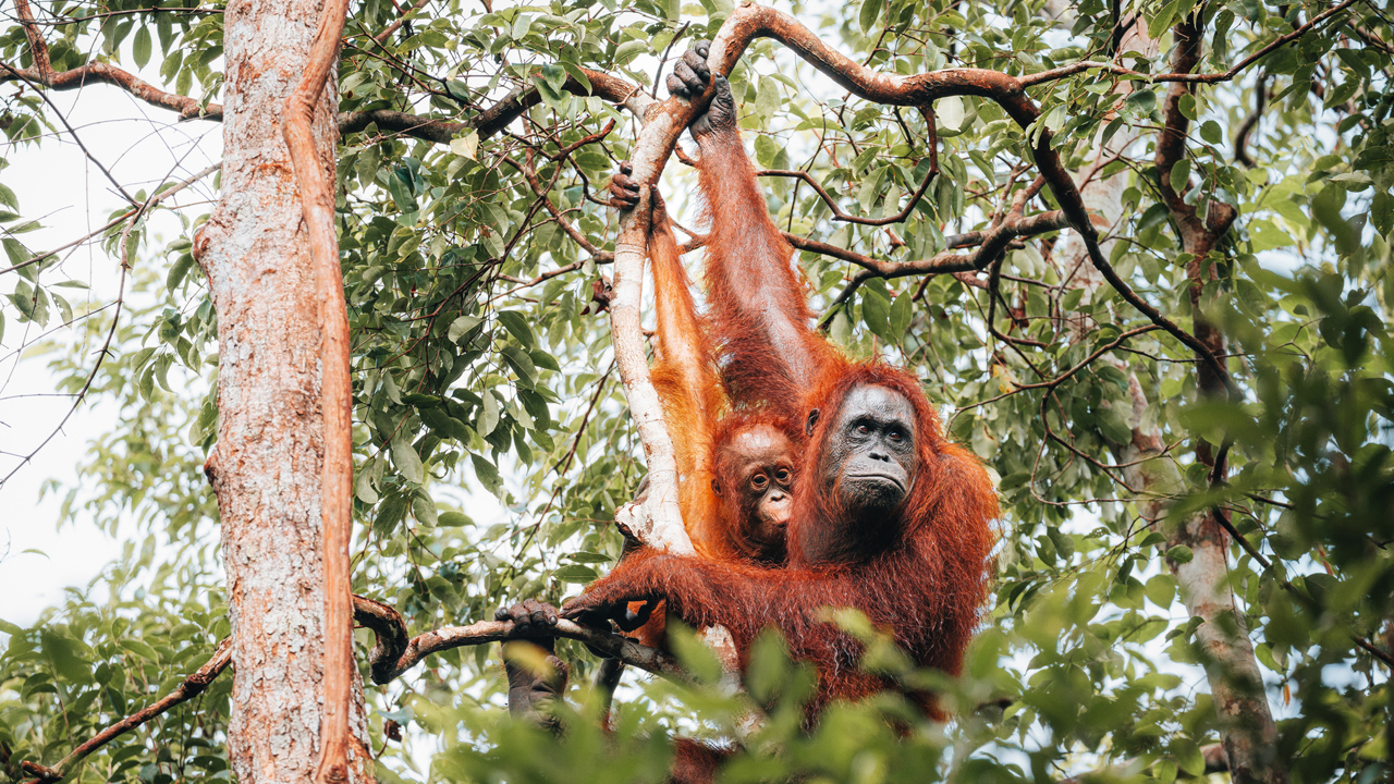 orangután