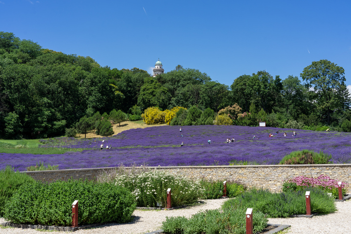 Pannonhalmi levendulás