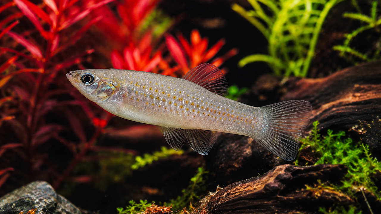 Poecilia formosa
