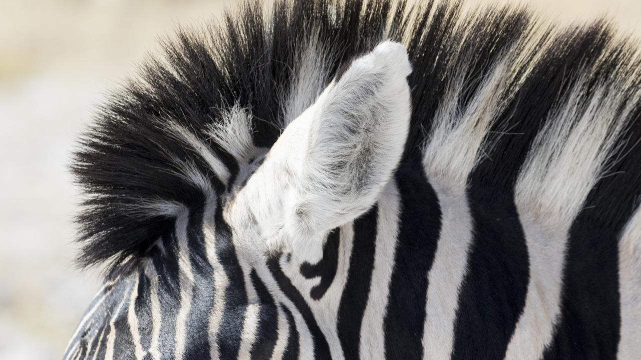 zebra