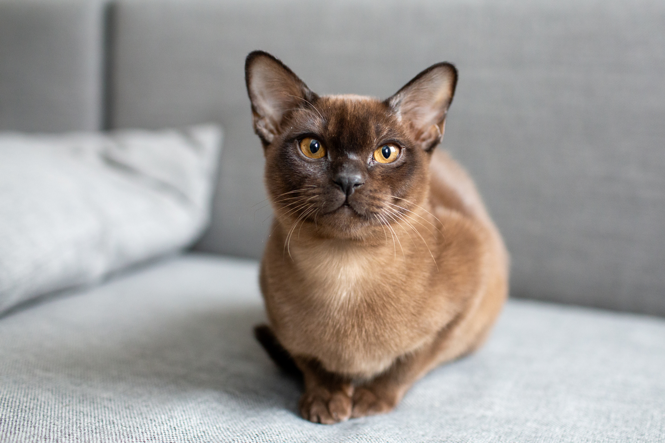 Burma macska