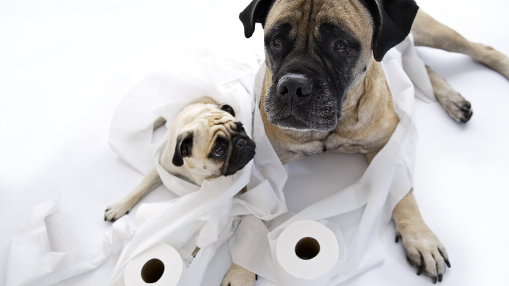 Mops és dán dog