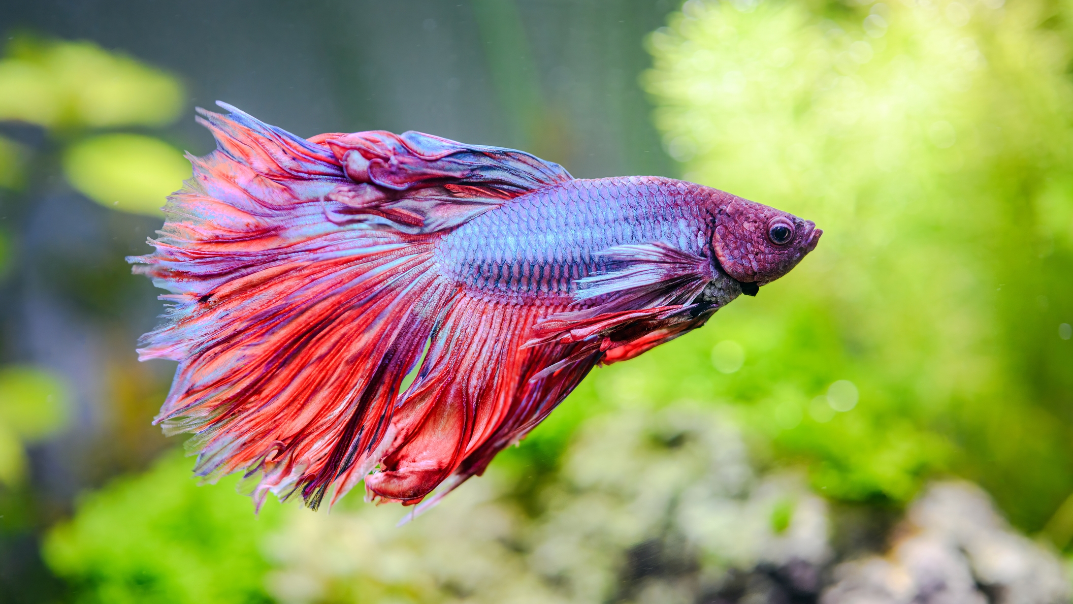 Betta