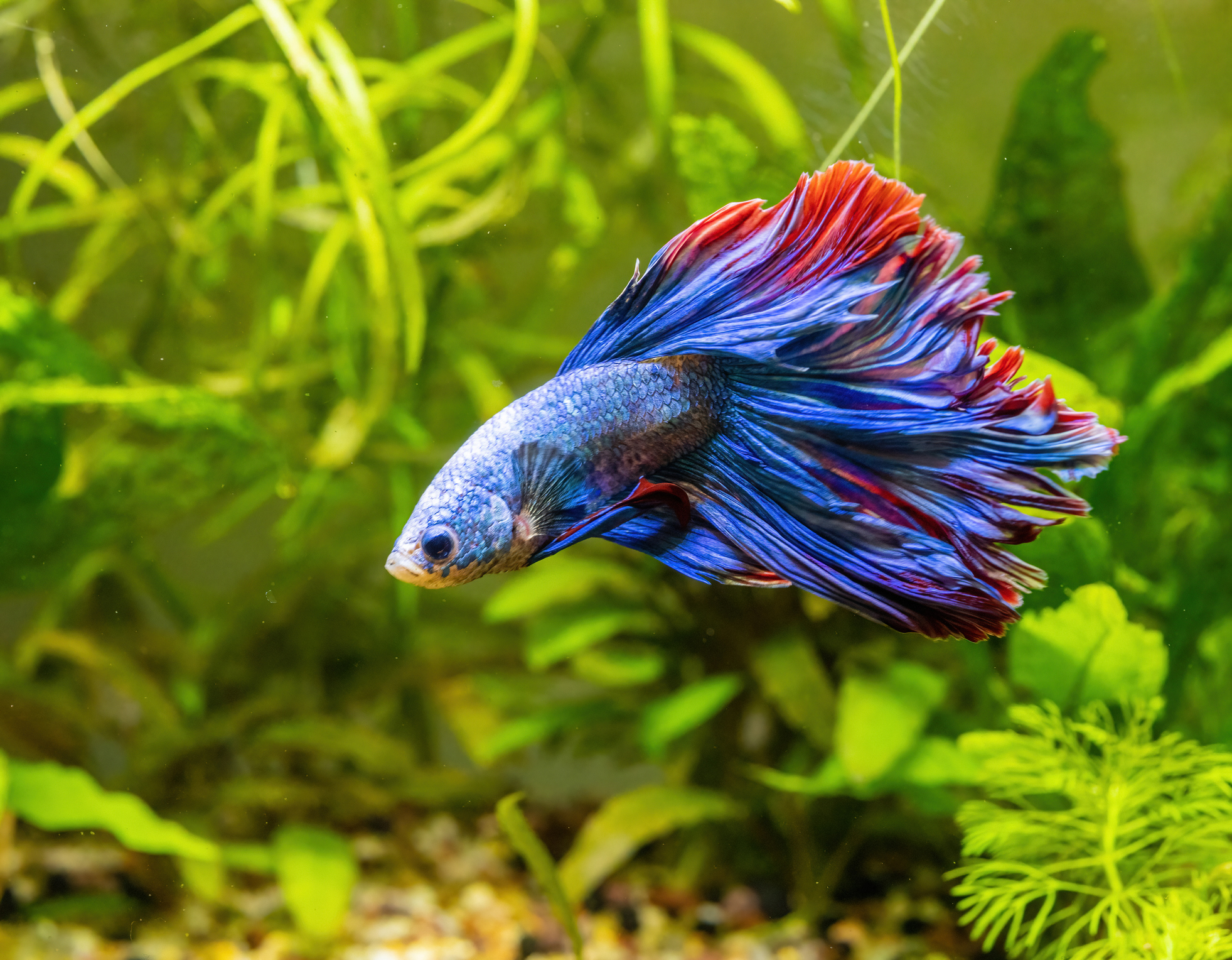 Betta