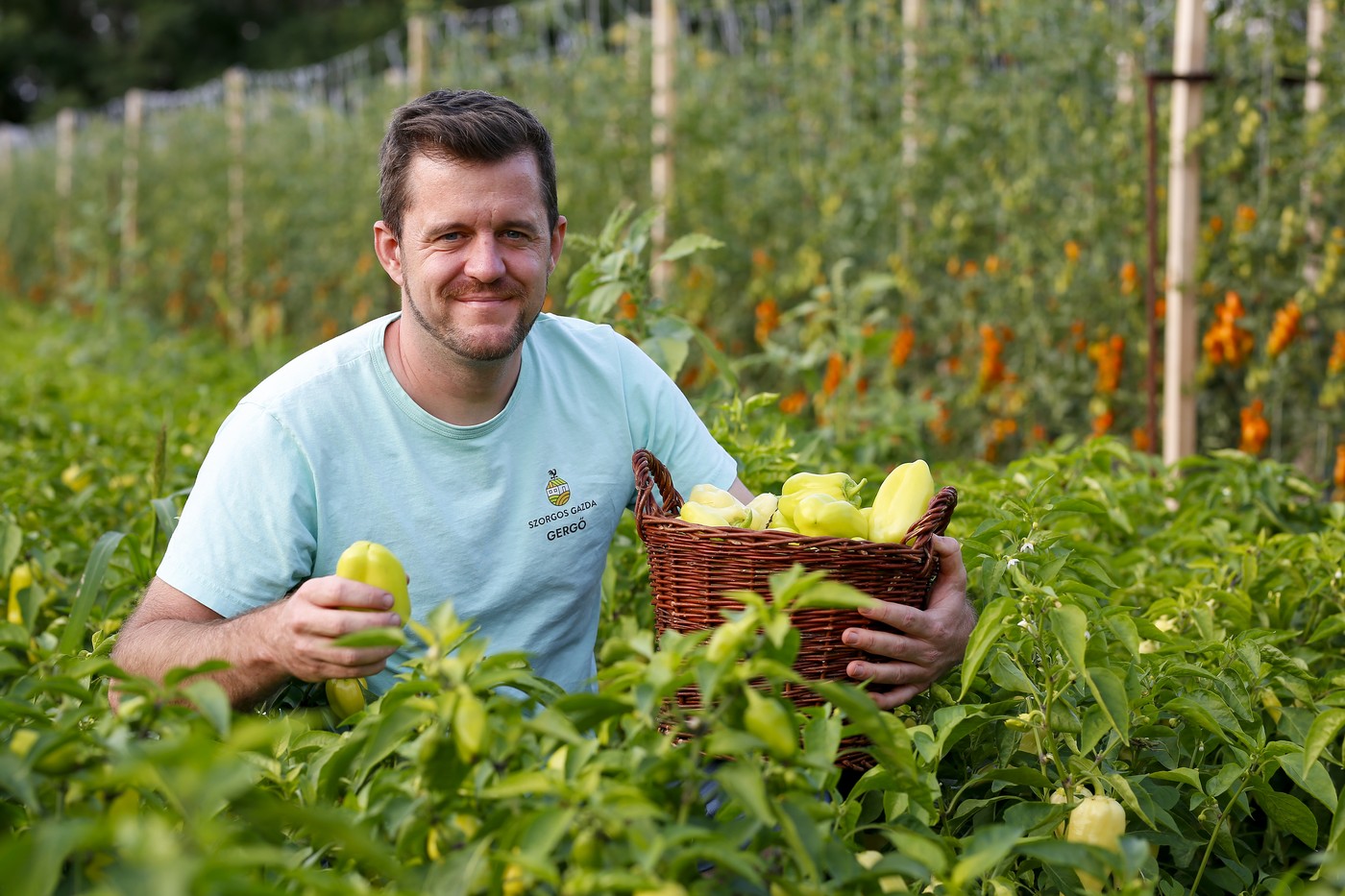 Szorgosgazda Farm - Gulyás Gergely paprikát szed